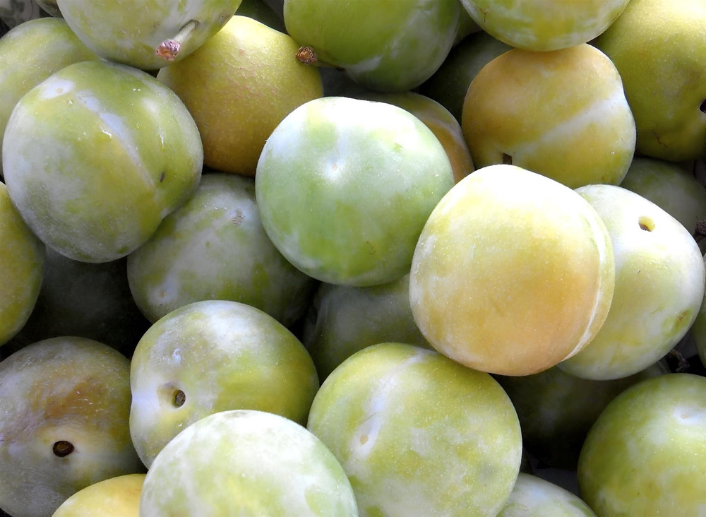 Plums Cambridge Gage Fruit Tree 6ft Tall Supplied in a 12 Litre Pot by Directplants