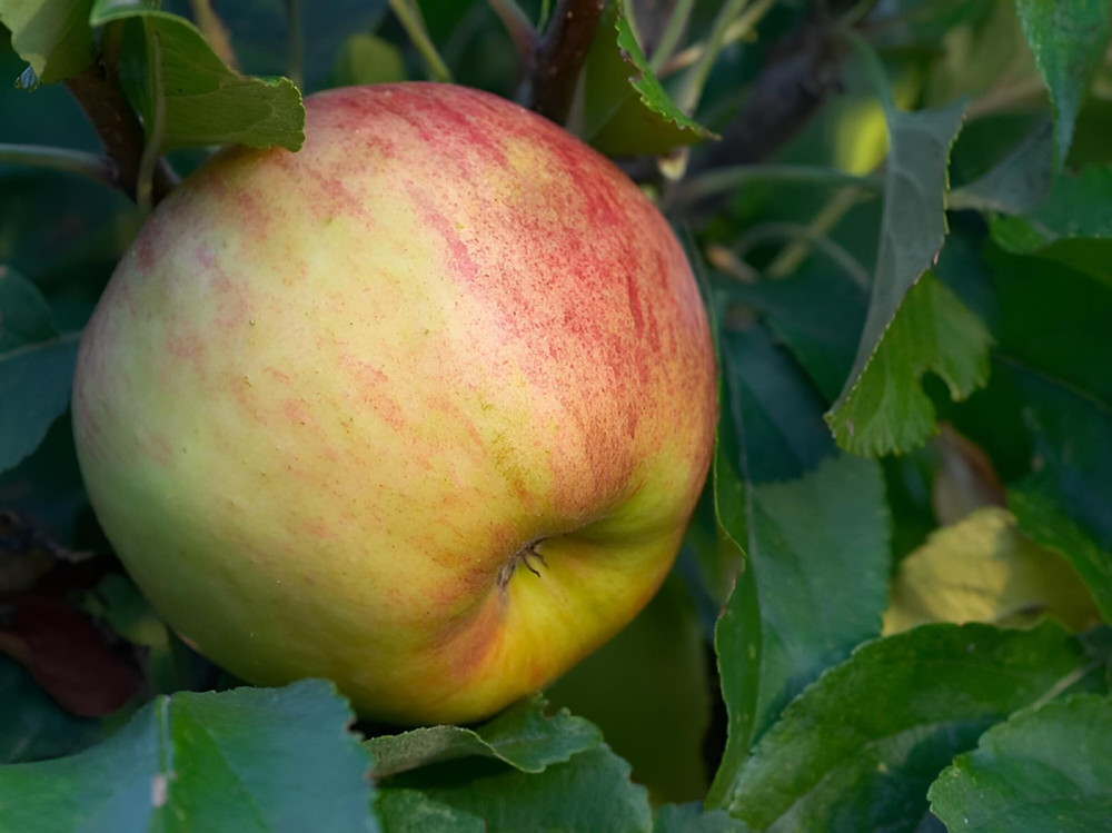 Apple Cobra Apple Fruit Tree 6ft Tall Supplied in a 12 Litre Pot by Directplants