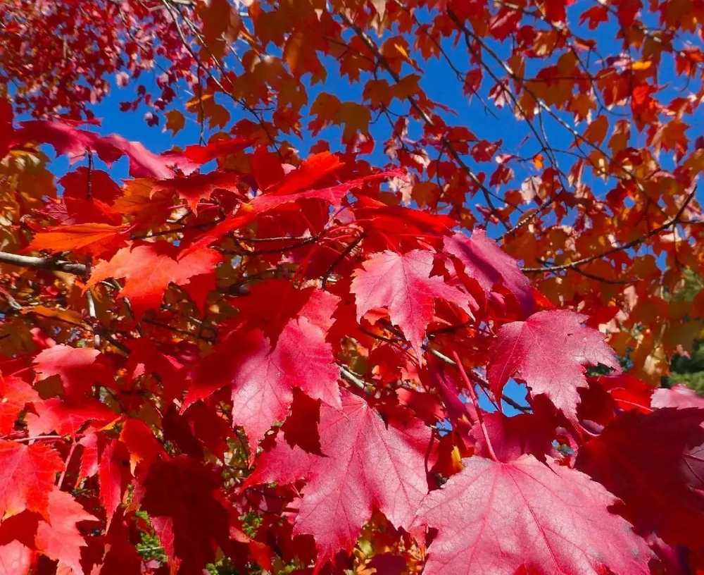 Acer Rubrum Fairview Flame Canadian Red Maple Tree 6ft Tall Supplied in a 12 Litre Pot by Directplants