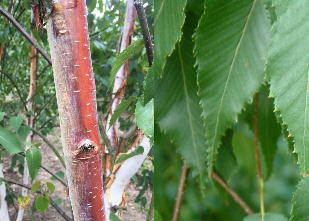 Betula Albosinensis Fascination Tree 6ft Tall Supplied in a 12 Litre Pot by Directplants