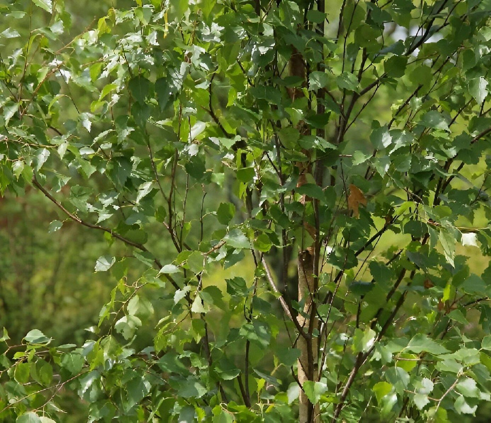 Betula Fastigiata Tree 6ft Tall Supplied in a 12 Litre Pot by Directplants