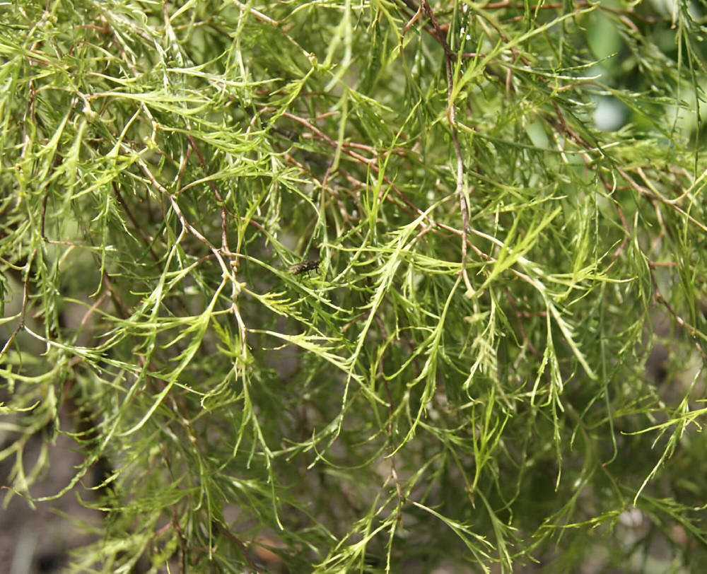 Betula Pendula Karaca Tree 6ft Tall Supplied in a 12 Litre Pot by Directplants