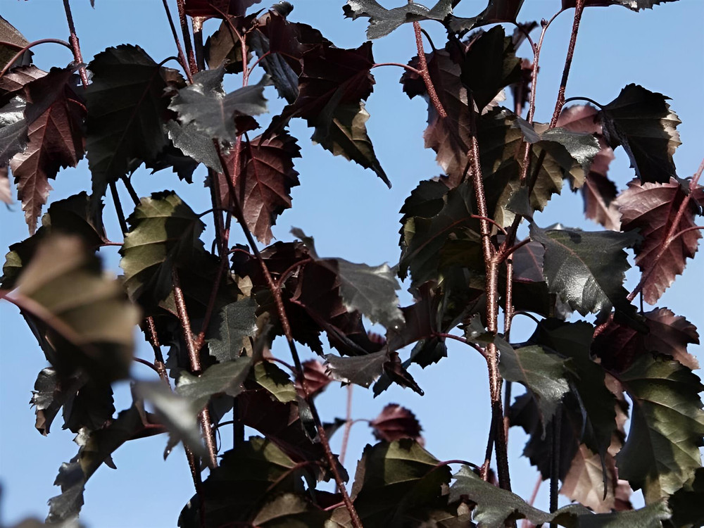 Betula Pendula Royal Frost Purple Leaf Birch Tree 6ft Tall Supplied in a 12 Litre Pot by Directplants