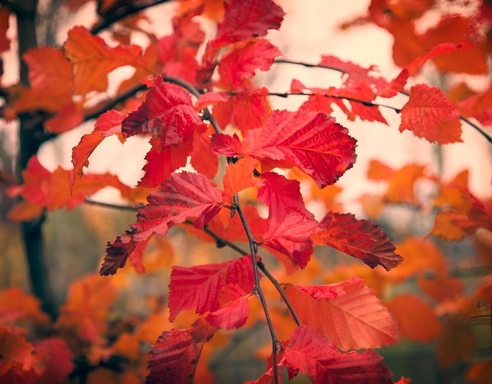 Carpinus Betulus Rockhampton Red Tree 6ft Tall Supplied in a 12 Litre Pot by Directplants