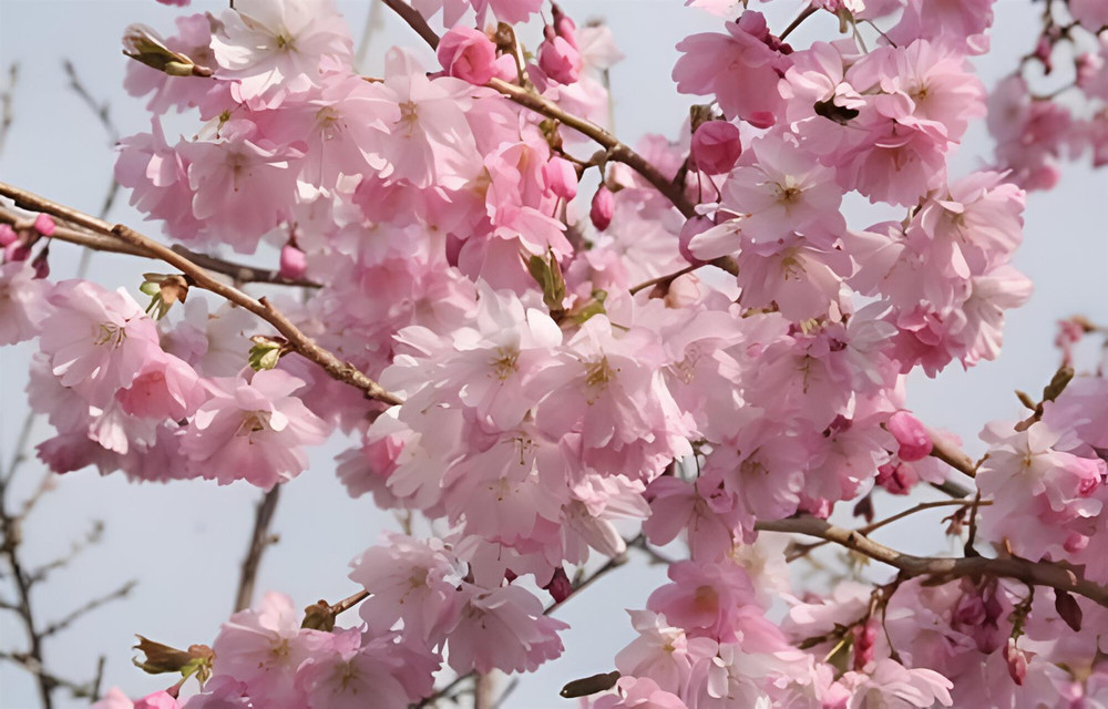 Prunus Accolade Fragrant Japanese Cherry Tree 6ft Tall Supplied in a 12 Litre Pot by Directplants