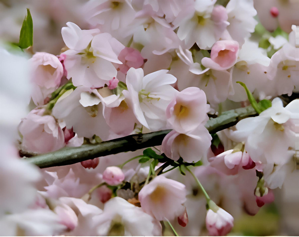 Prunus Pandora Pink Flowering Cherry Blossom Tree 6ft Tall Supplied in a 12 Litre Pot by Directplants