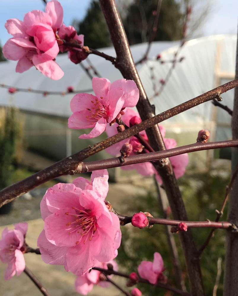 Prunus Spring Glow Tree 6ft Tall Supplied in a 12 Litre Pot by Directplants