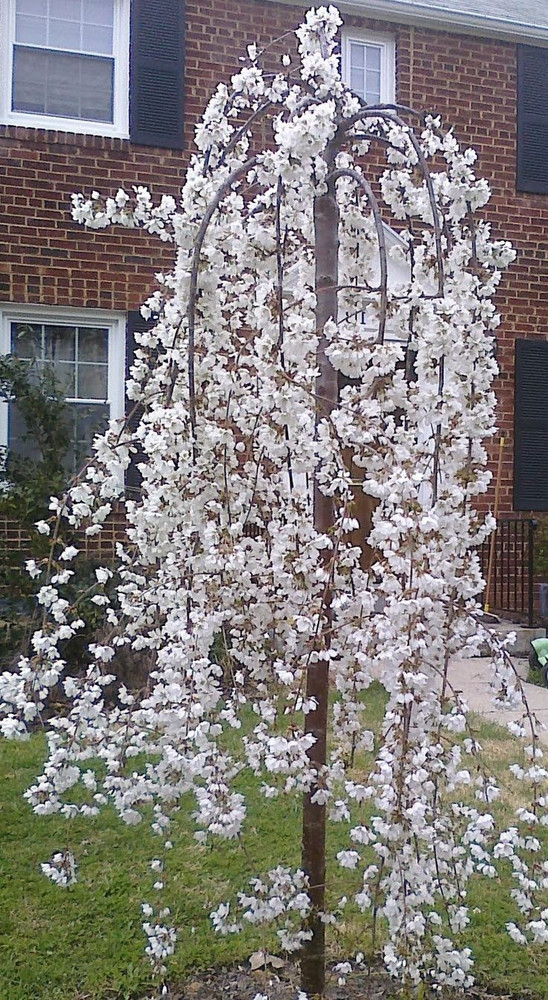 Prunus Snow Showers Weeping Japanese Flowering Cherry Tree 4-5ft Supplied in a 7.5 Litre Pot
