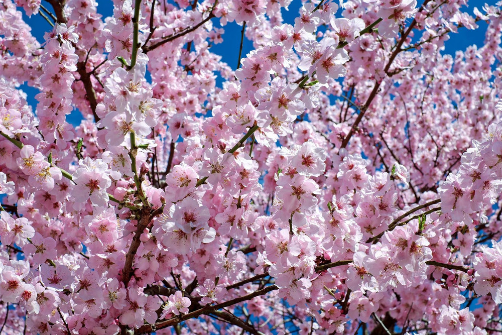 Prunus Beni Yutaka Japanese Cherry Blossom 5-6ft XL Double Pink Flowering Tree 7.5L Pot By Direct Plants
