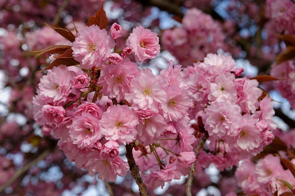 Dwarf Patio Prunus Kanzan Japanese Flowering Cherry Tree 3-4ft supplied in a 5 Litre Pot