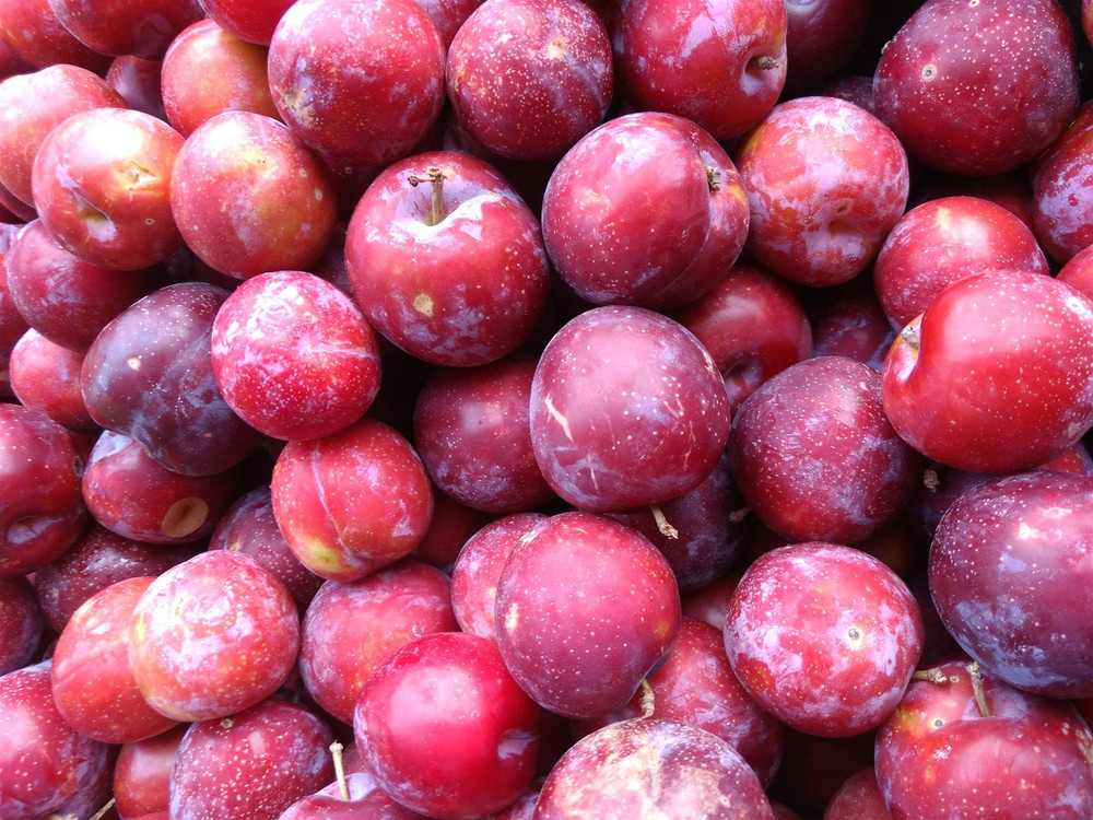 Dwarf Patio Miniature Victoria Plum Fruit Tree 3-4ft Supplied in a 5 Litre Pot