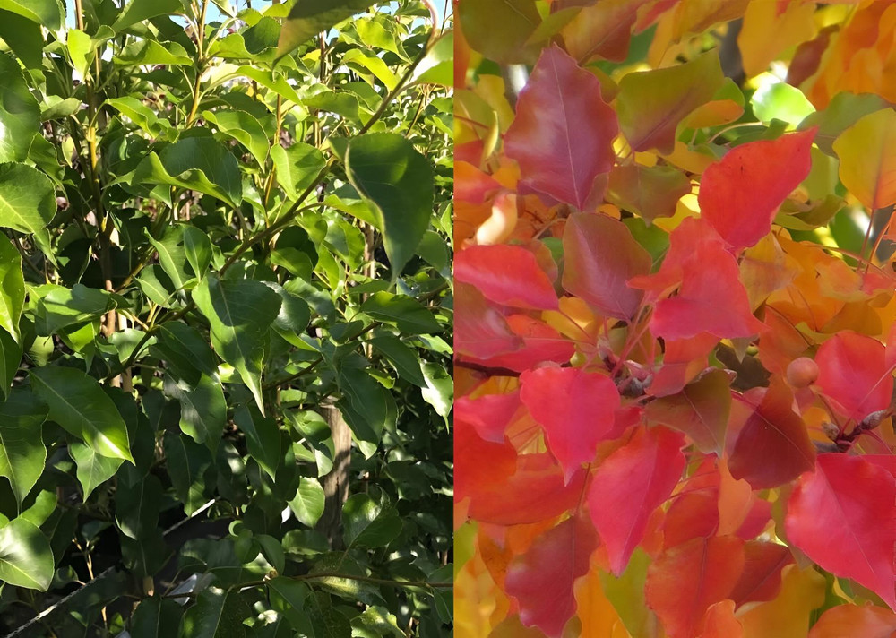 Pyrus Chanticleer Ornamental Pear Tree 5-6ft Supplied in a 7.5 Litre Pot