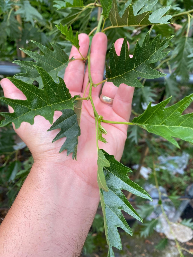 Alnus Incana Aurea Golden Alder Tree 5-6ft Tall Supplied in a 7.5 Litre Pot