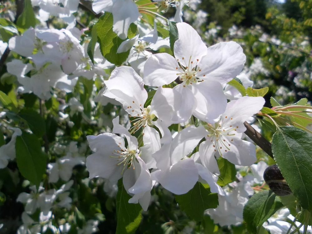 Malus John Downie Crab Apple Fruit Tree 5ft Tall Supplied in a 7.5 Litre Pot by Directplants
