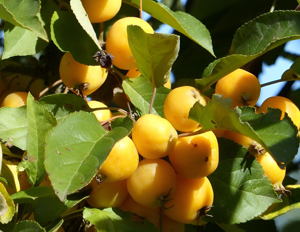 Malus Butterball Crab Apple Fruit Tree 6ft Tall Supplied in a Pot by Directplants