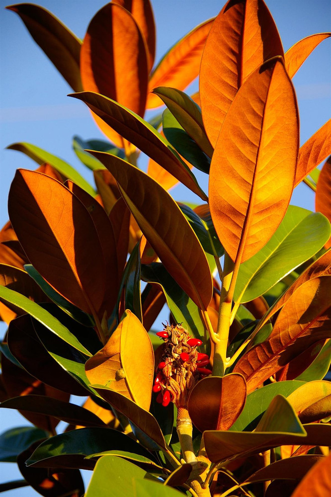 Magnolia Grandiflora Evergreen Magnolia Tree Large 2-3ft Tall in a 3 Litre Pot