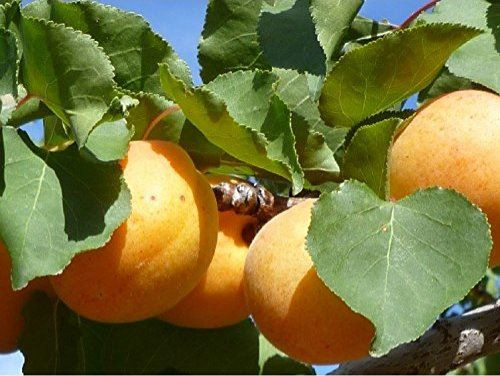 Apricot Dwarf Patio Fruit Tree 3-4ft | Miniature Top Grafted Pixy Rootstock | 5L Pot By Direct Plants