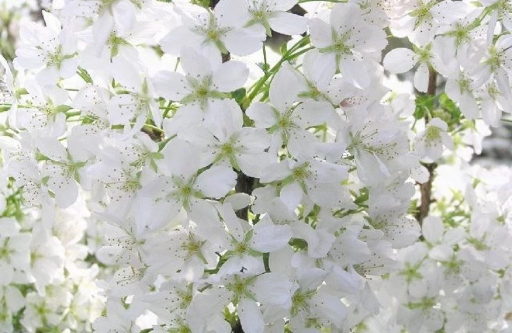 Prunus Brilliant White Dwarf Patio Flowering Cherry Tree 3-4ft Supplied in a 5 Litre Pot …
