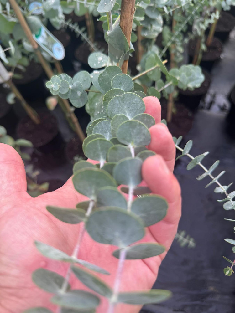 Large Eucalyptus Little Boy Tree 100-120cm in a 5 Litre Pot By Direct Plants