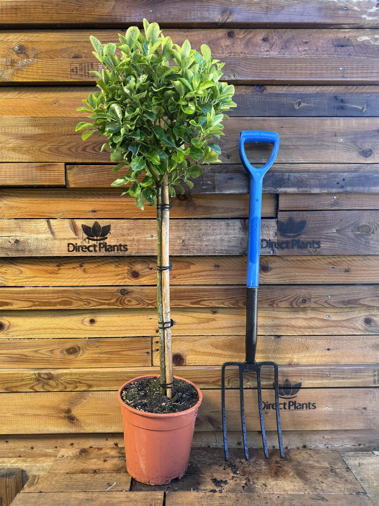 Extra Large Euonymus Aureomarginata Evergreen 1/4 Standard Tree By Direct Plants