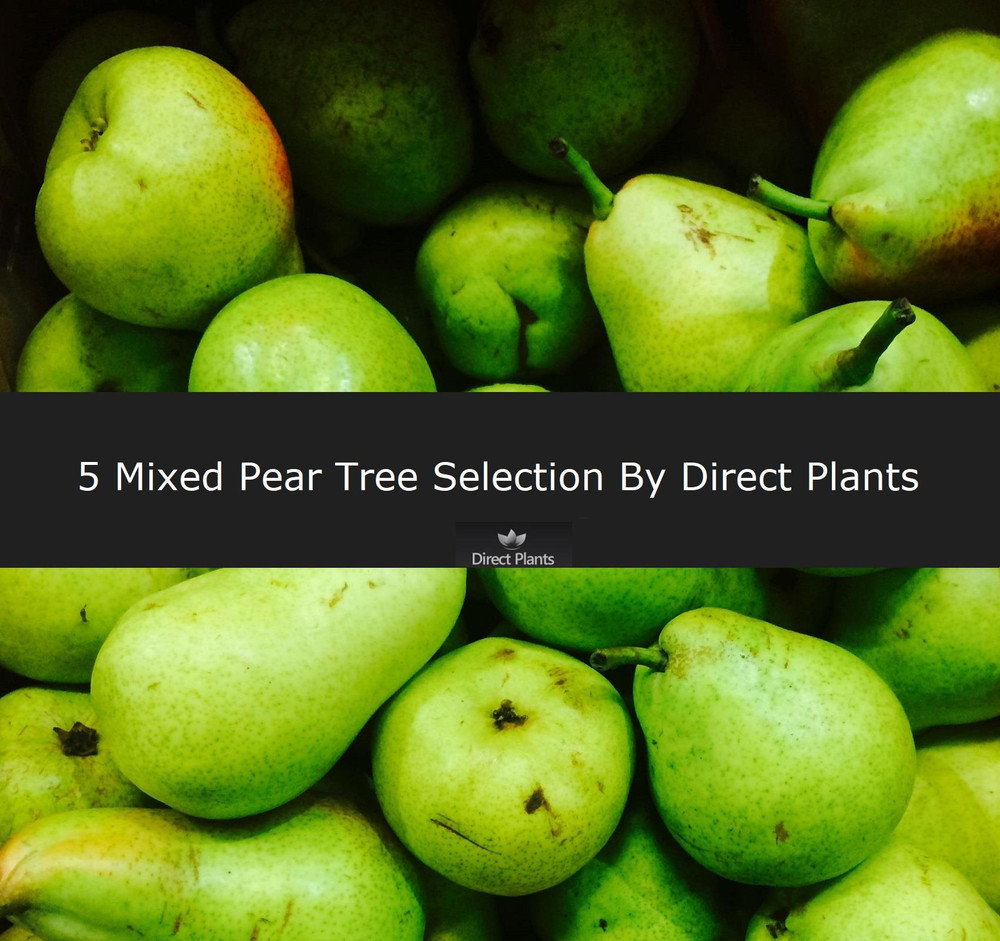 5 Mixed Pear Fruit Trees 100-125cm Tall By Direct Plants