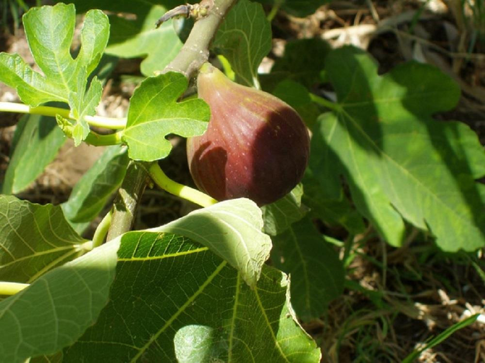 Fig Fruit Tree Ficus Brown Turkey Large 3-4ft in a 5 Litre Pot By Direct Plants