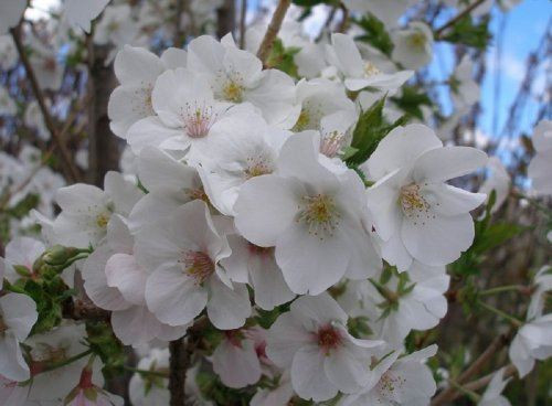 Prunus Snow Goose White Flowering Cherry Blossom Tree 5-6ft Tall
