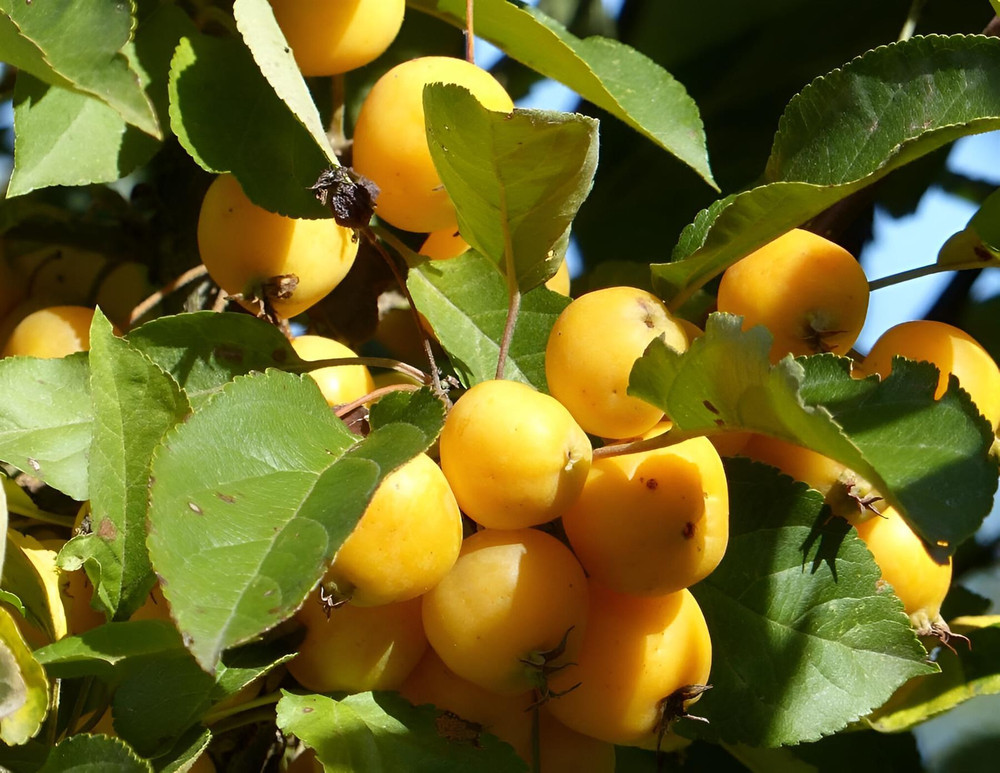 Malus Butterball Crab Apple Blossom Tree 4-5ft Tall | By Direct Plants