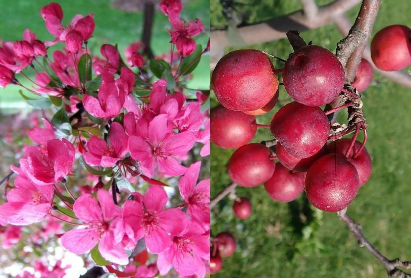 Malus Pink Glow Crab Apple Blossom Tree 4-5ft Tall | By Direct Plants