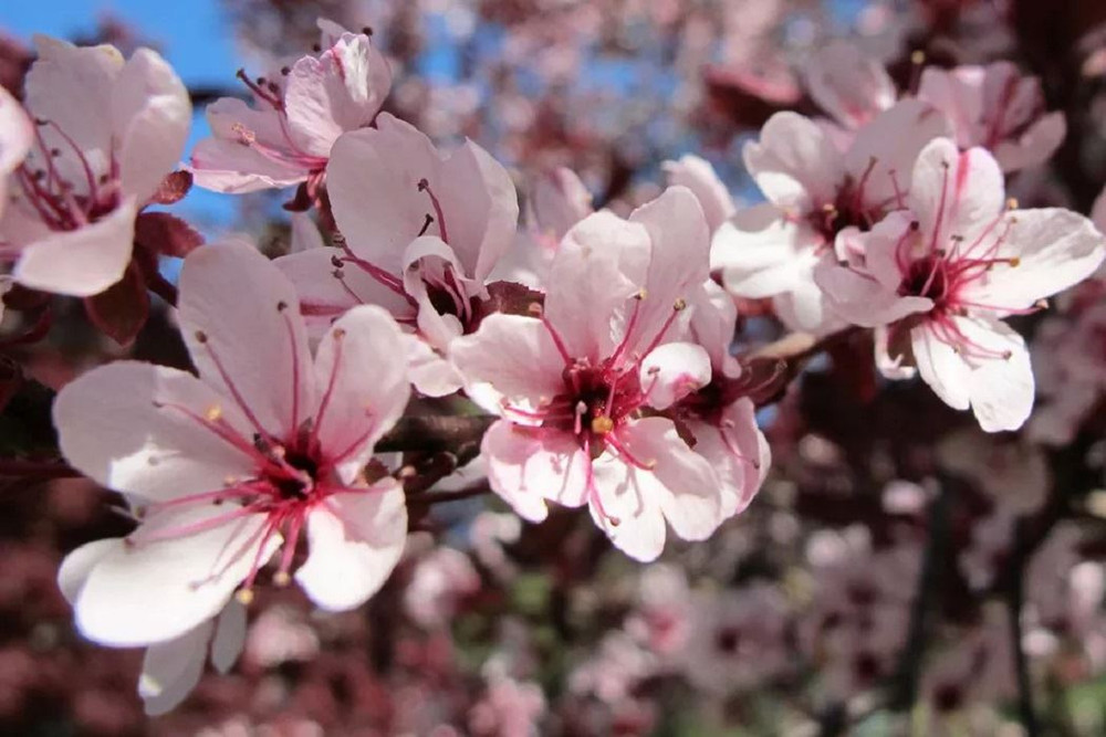 Patio Prunus Nigra Cistena Tree 100-120cm in a 7.5 Litre Pot | By Direct Plants