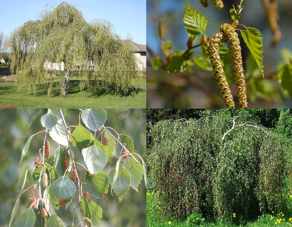 3x 3-4ft Betula Youngii Weeping Silver Birch Trees in Pots By Direct Plants