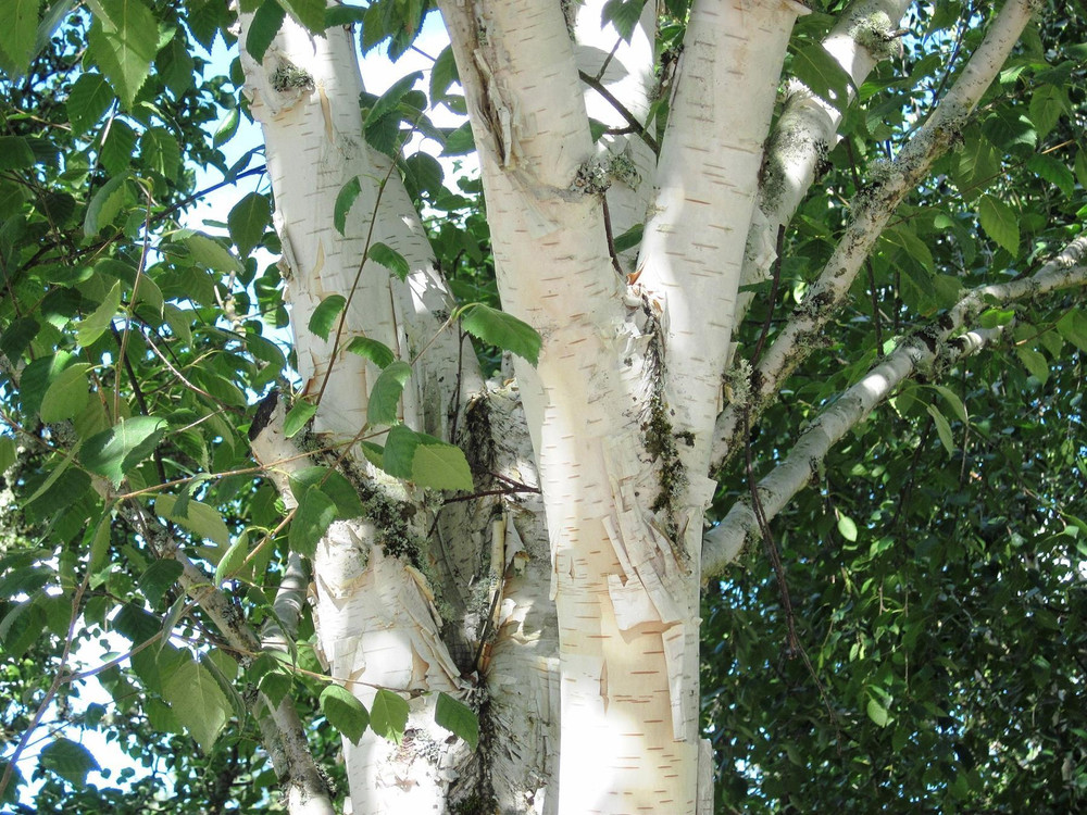 3x 5-6ft Betula Snow Queen White Stem Himalayan Birch Trees in Pots By Direct Plants