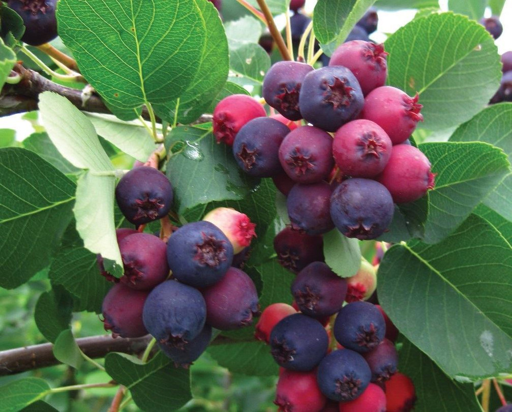 Amelanchier Saskatoon Canadian Berry Juneberry Fruit Tree 4-5ft Extra Large in a 7.5 Litre Pot