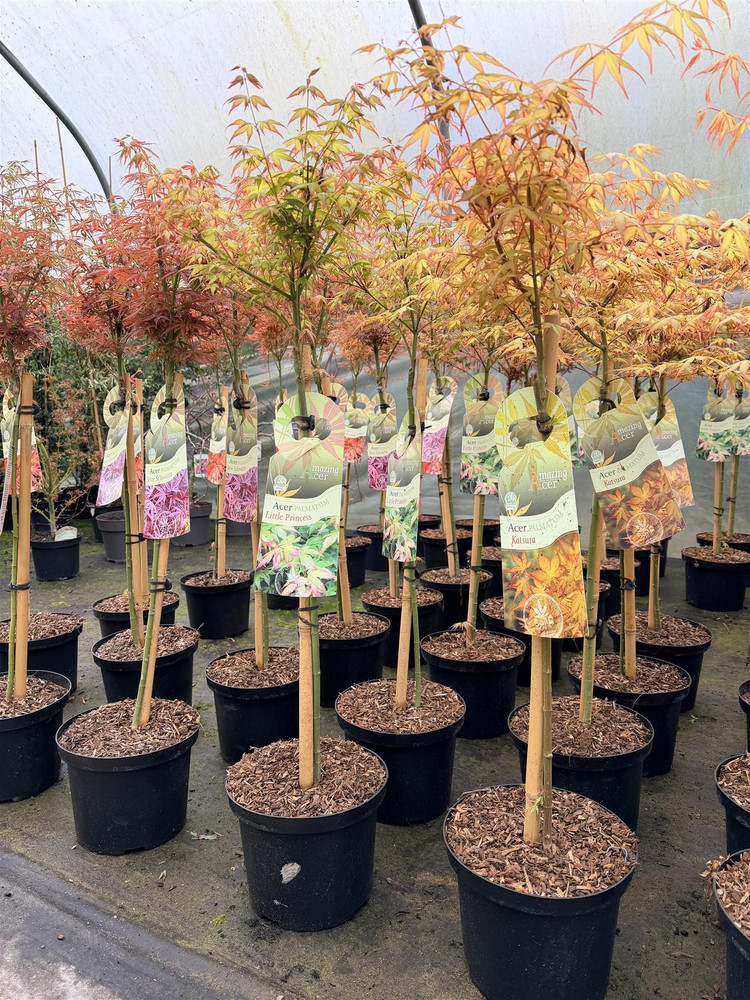 Large Patio Acer Palmatum Wilsons Pink 3-4ft on Stem Japanese Maple Tree By Direct Plants