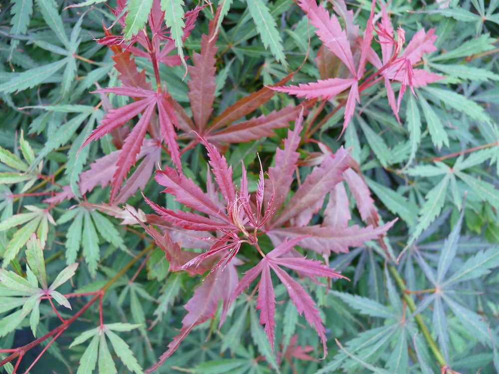 Large Patio Acer Palmatum Jerre Schwartz 3-4ft on Stem Japanese Maple Tree By Direct Plants