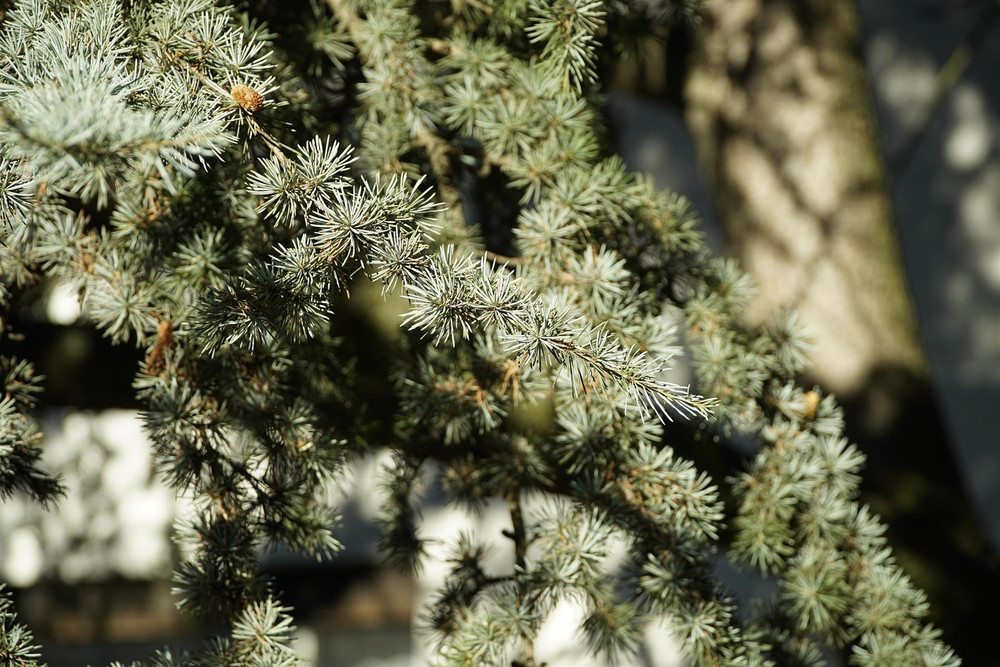 Cedrus Atlantica Horstmann Silberspitz 3ft Tall Blue Atlas Cedar in 7.5 Litre Pot By Direct Plants