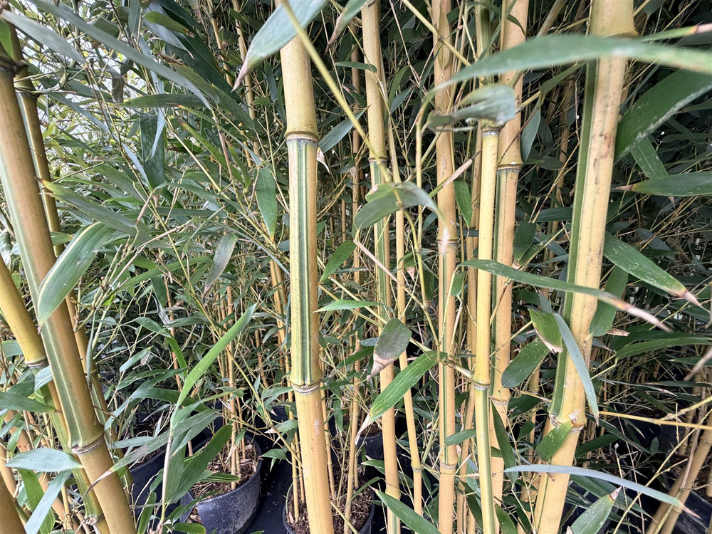 Extra Large Bamboo Aureos Spectabilis Green & Gold Striped 6ft Tall in a 10/12 Litre Pot By Direct Plants