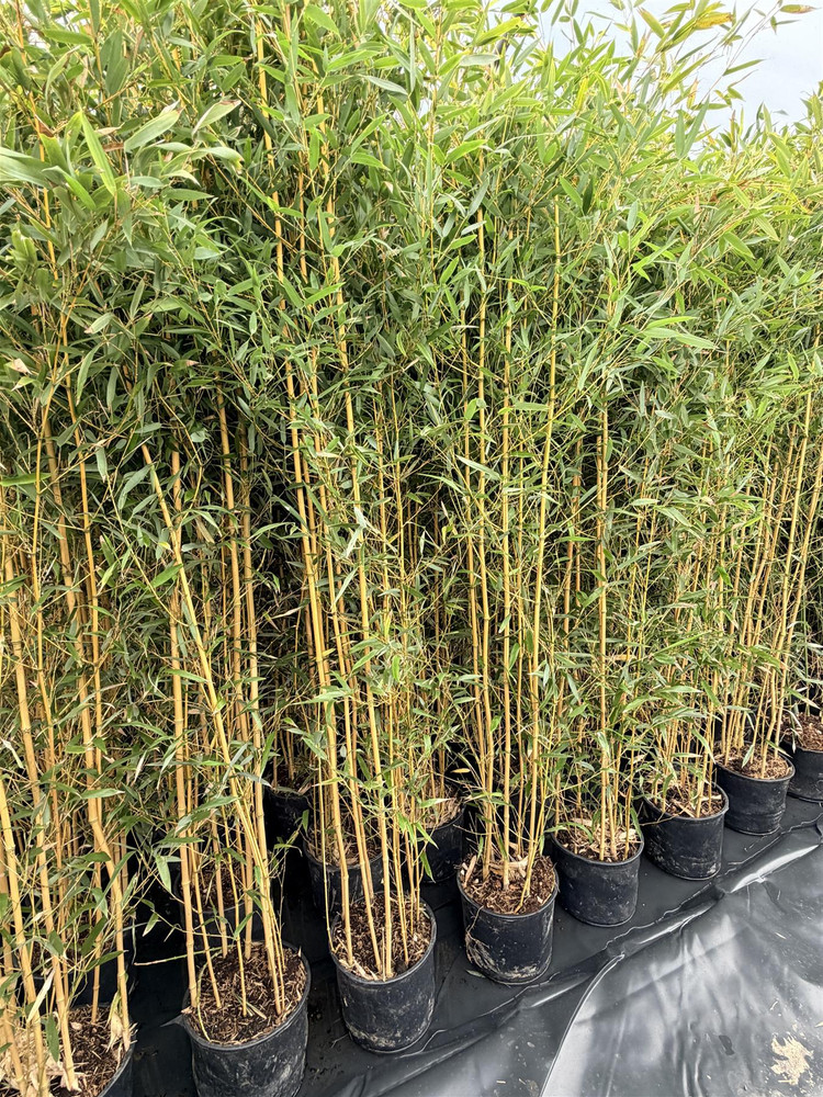 Extra Large Bamboo Aureocaulis Gold 6ft Tall in a 10/12 Litre Pot By Direct Plants