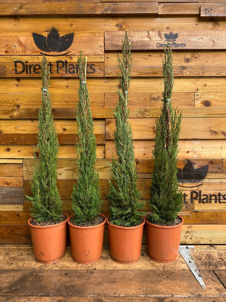 Cupressus Sempervirens Italian Cypress 5–6ft Tall in 10 Litre Pot | Instant Impact Specimen | By Direct Plants
