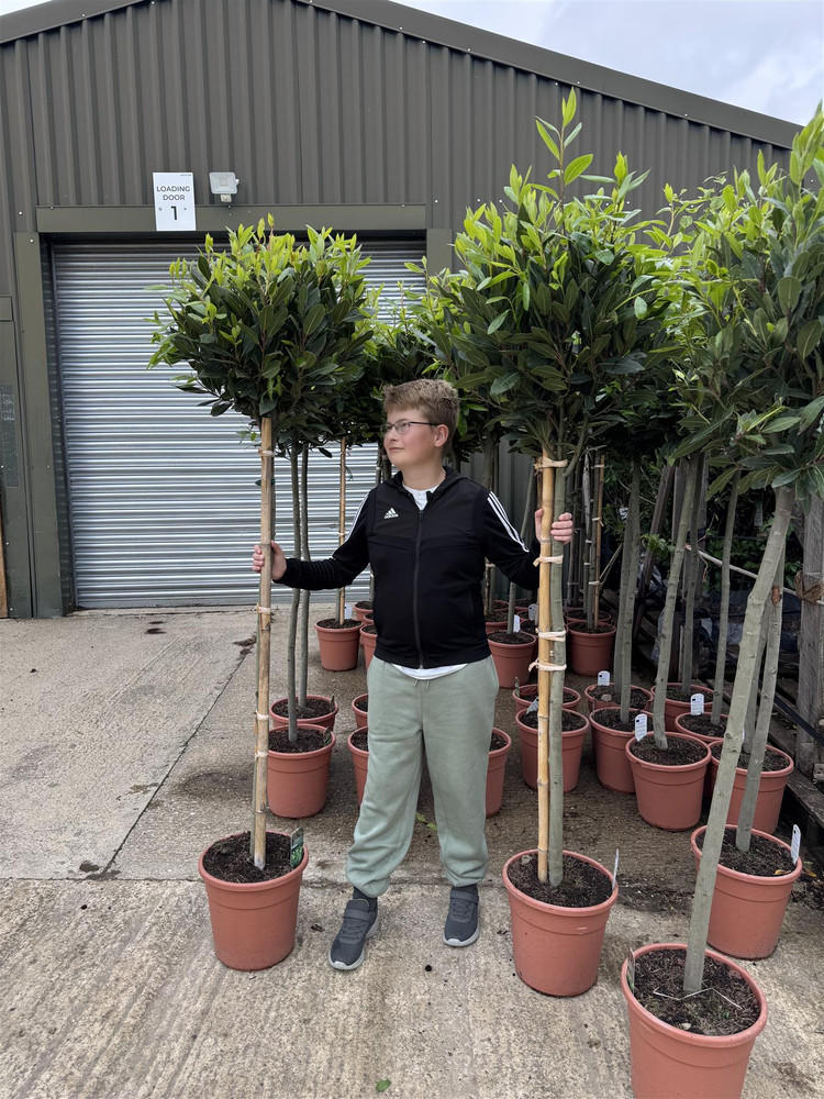Extra Large Laurus Nobilis Lollipop Standard Bay Tree 5ft+ Tall By Direct Plants
