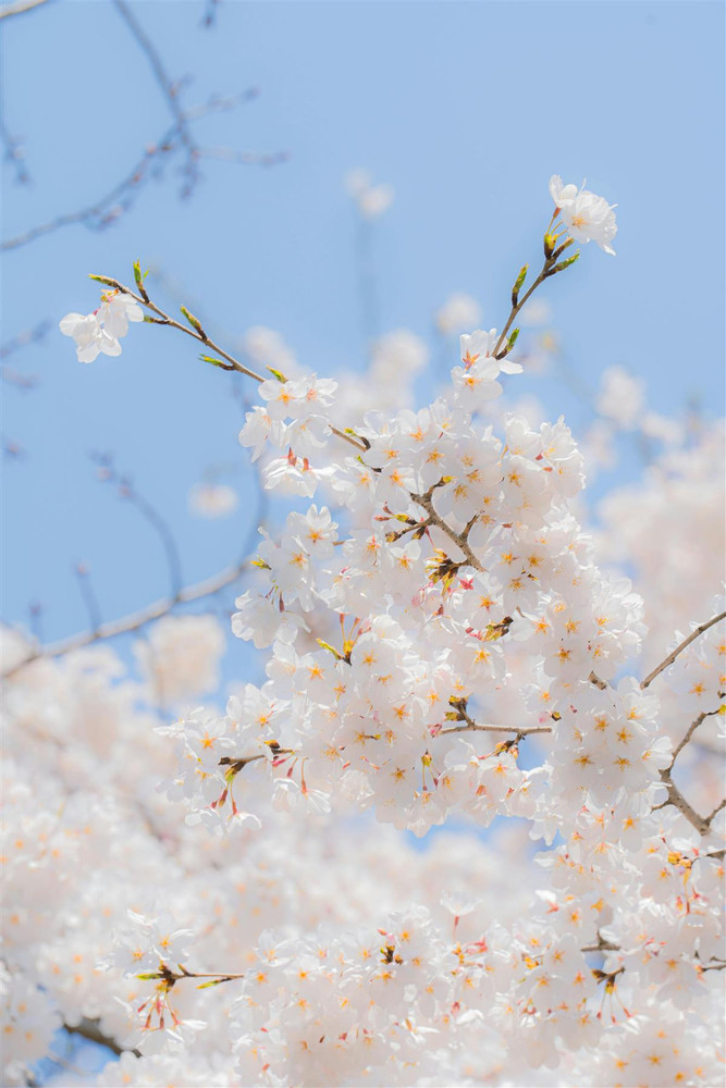 Prunus Snow Goose Cherry Blossom Tree 5-6ft Tall in a 7.5 Litre Pot| By Direct Plants
