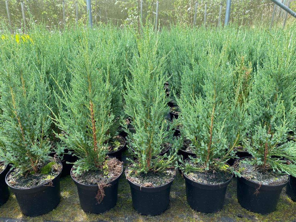 5x Large Juniperus Skyrocket Trees Rocky Mountain Juniper Conifers in a 3 Litre Pots