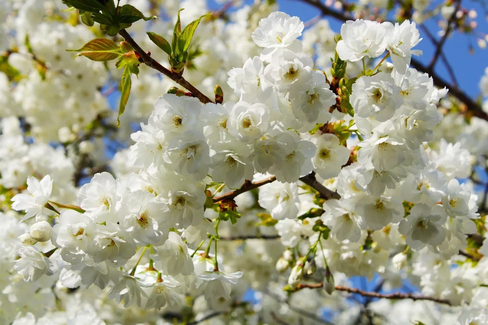 Prunus Shirotae Cherry Blossom Tree 5-6ft Tall in a 7.5 Litre Pot | By Direct Plants