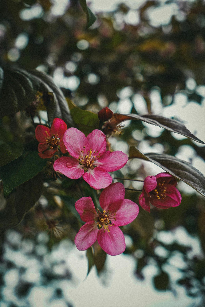 Malus Director Moerland Crab Apple Tree 5-6ft Tall in a 7.5 Litre Pot | By Direct Plants