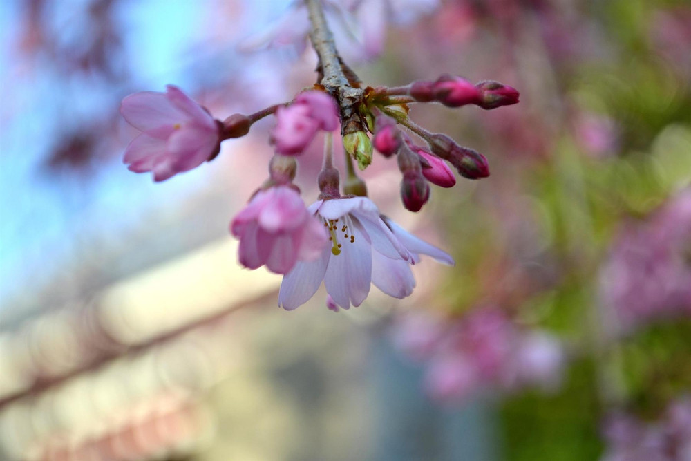 Prunus pendula Stellata 6ft Tall Supplied in a 12 Litre Pot by DirectPlants