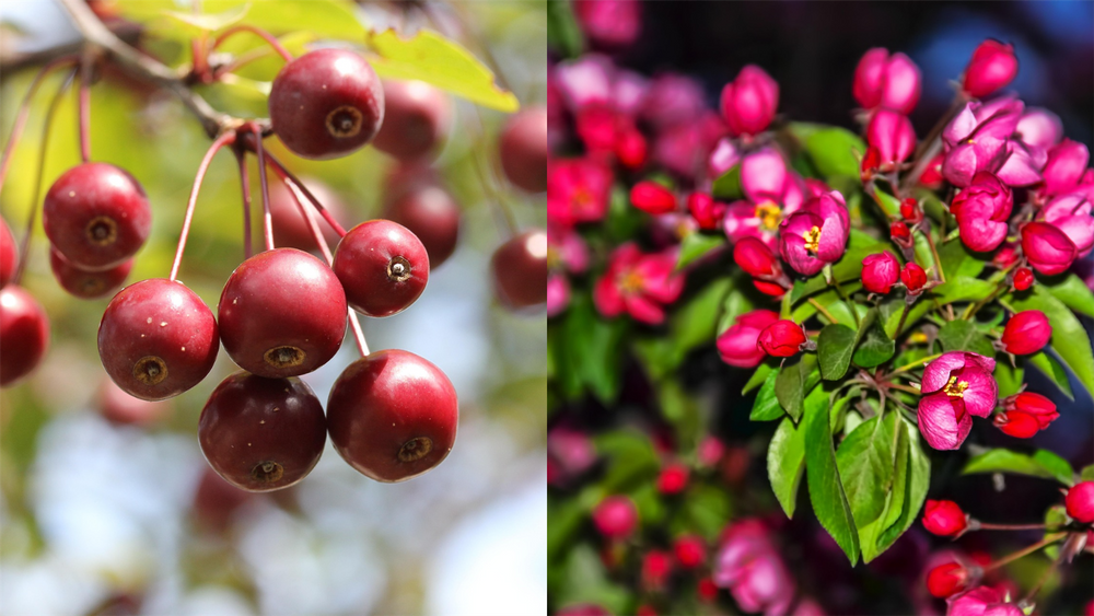 Malus Pink Glow 6ft Tall Supplied in a 12 Litre Pot by DirectPlants