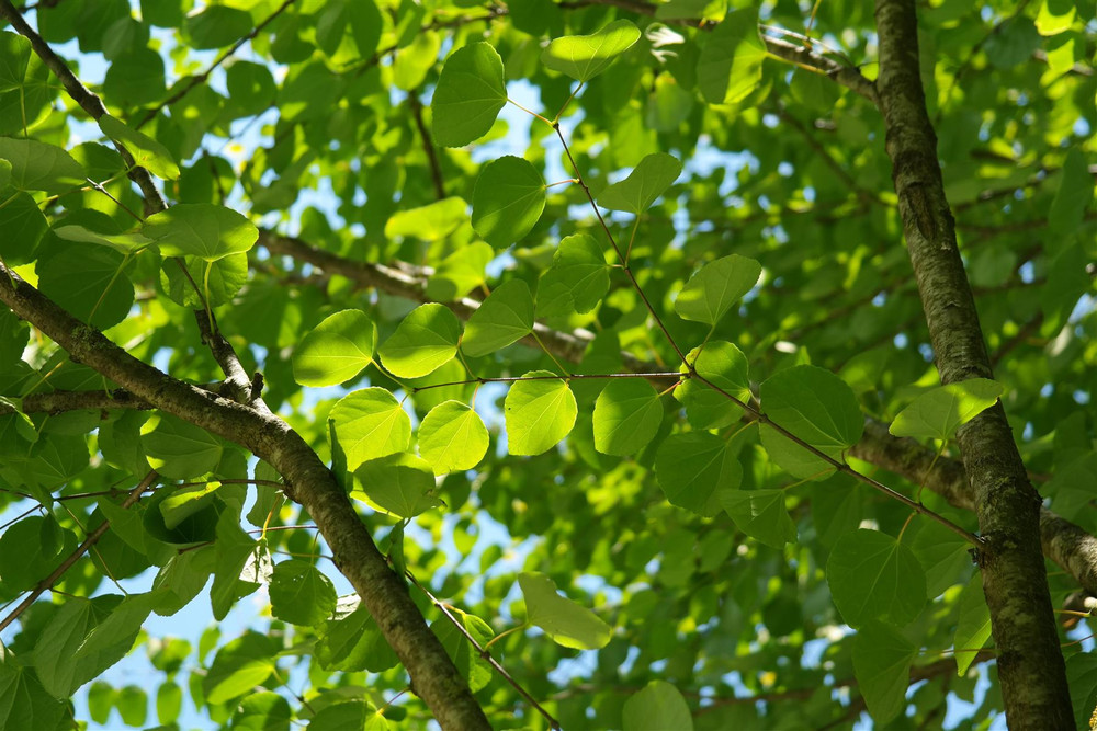 Cercidiphyllum japonicum 6ft Tall Supplied in a 12 Litre Pot by DirectPlants