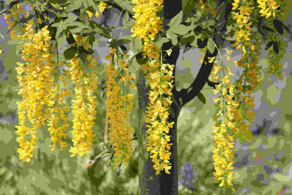 3x 5ft Large Laburnum Vossii Golden Rain Trees By Direct Plants