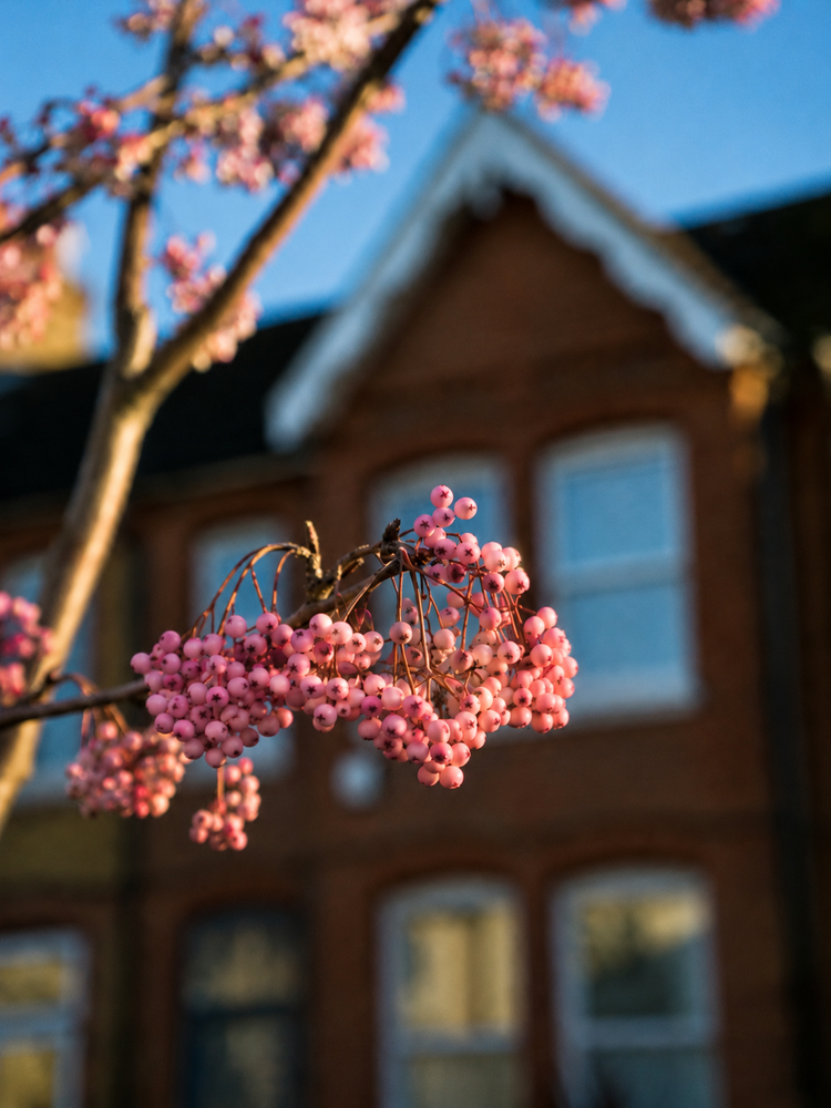 Sorbus Pink Pagoda Ornamental Mountain Ash Tree 5-6ft Supplied in a 7.5 Litre Pot