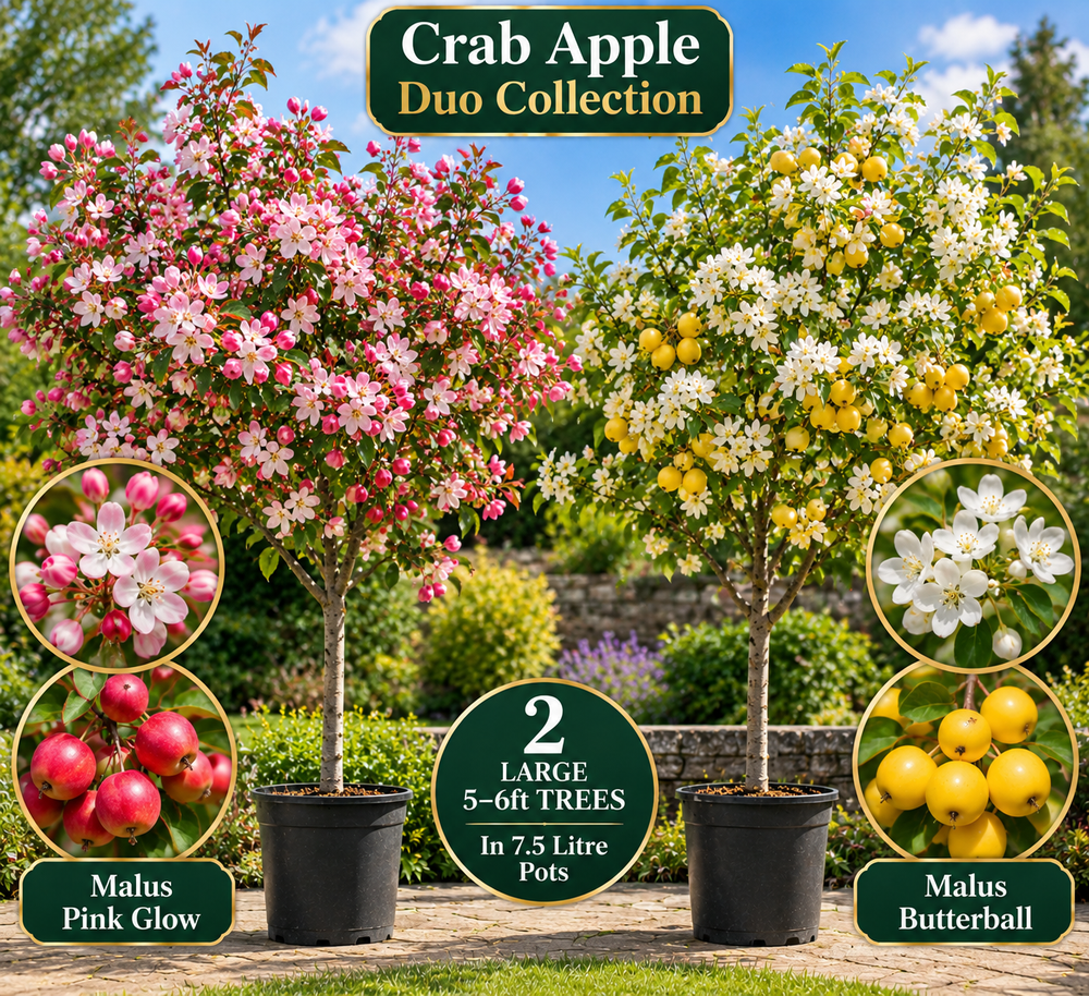 2x Crab Apple Trees 5-6ft Large Duo Collection – Pink Glow & Butterball 7.5L Pots By Direct Plants